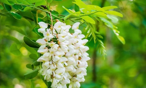 参桂理中丸和参苓白术丸一起吃-参桂理中丸和桂枝茯苓丸的区别网 :分享参桂理中丸的最佳搭配-桂附理中丸和参桂理中丸有啥不同知识